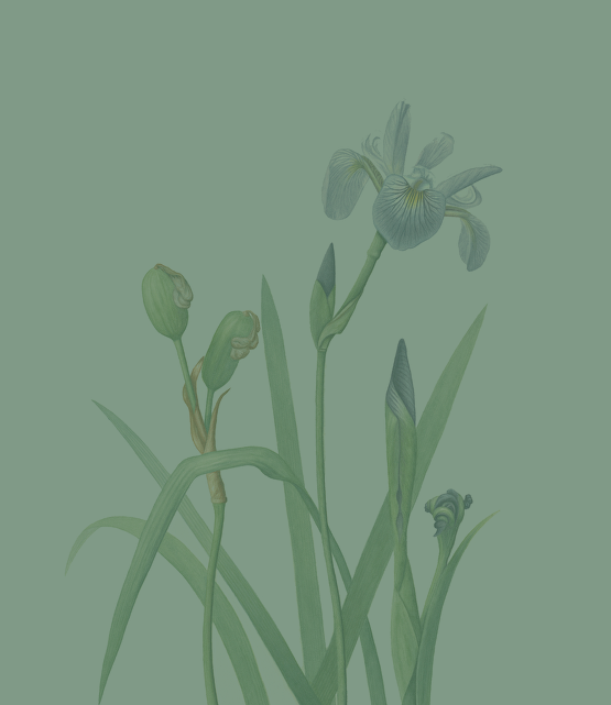 Illustration of an iris plant with a blooming flower, buds, and leaves on a plain background.