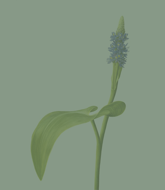 Single blue flower with a broad leaf on a plain mint green background.