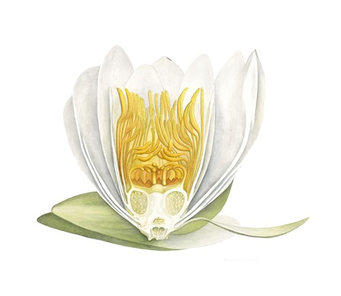 Giclee on Archival Paper 13" x 15" Available
